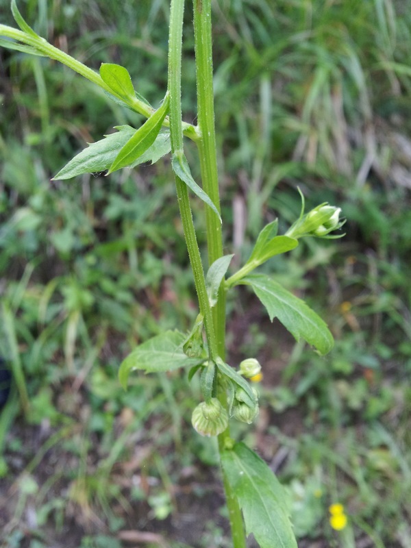 Erigeron annuus / Cspica annua
